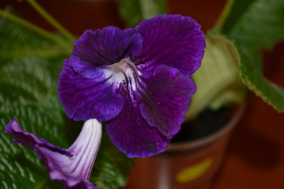 Стрептокарпус рекс Королевский