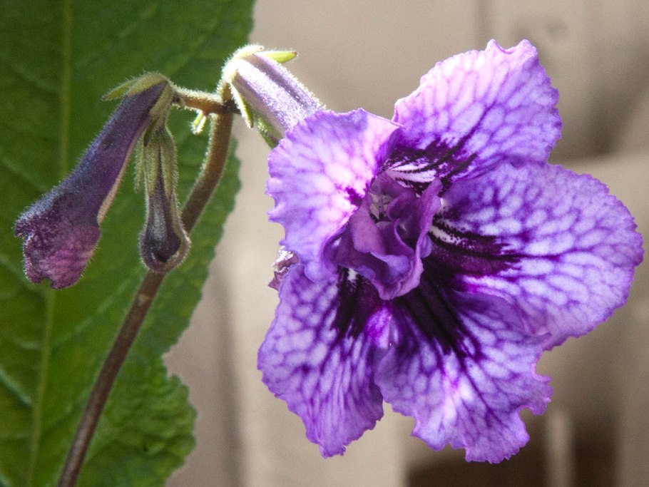 Стрептокарпус ДС 1736