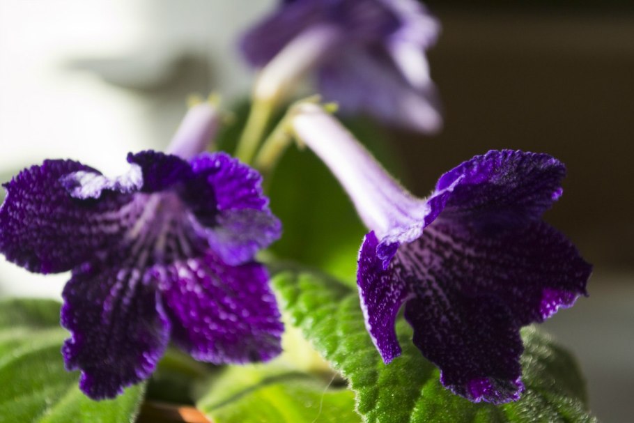 Стрептокарпус рекс Королевский