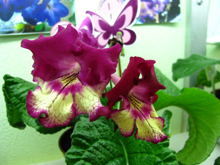 Стрепс DS-2080