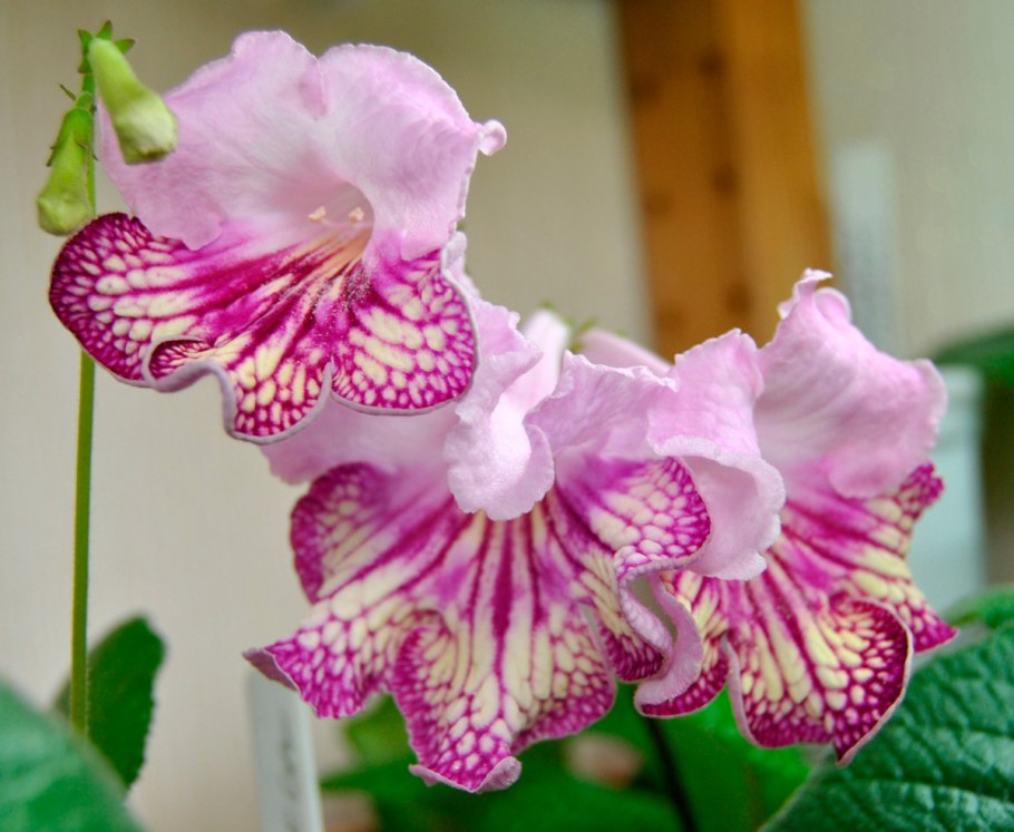 Стрептокарпус синий