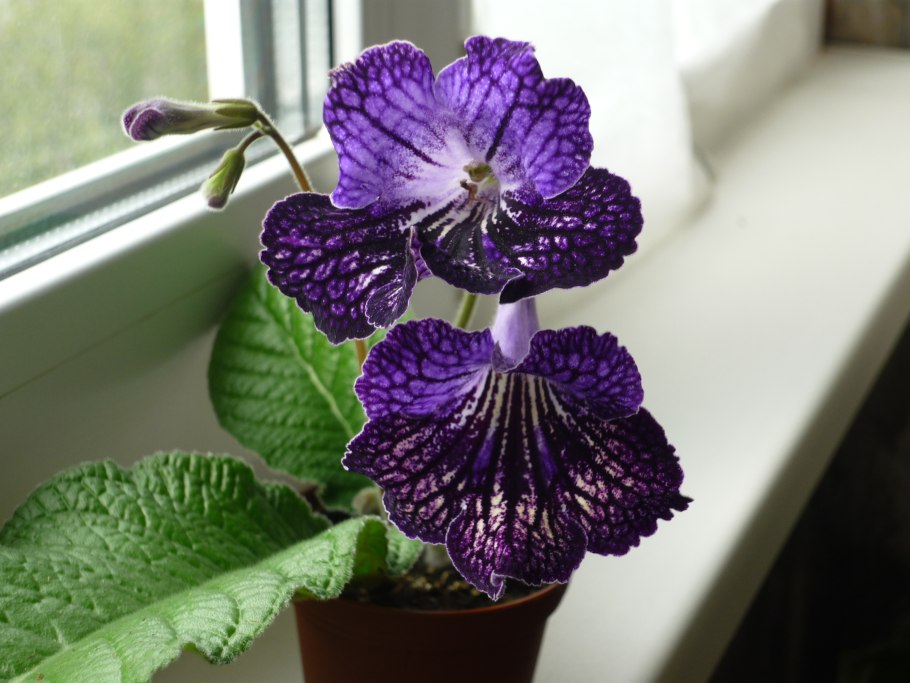 Стрептокарпус рекс Королевский