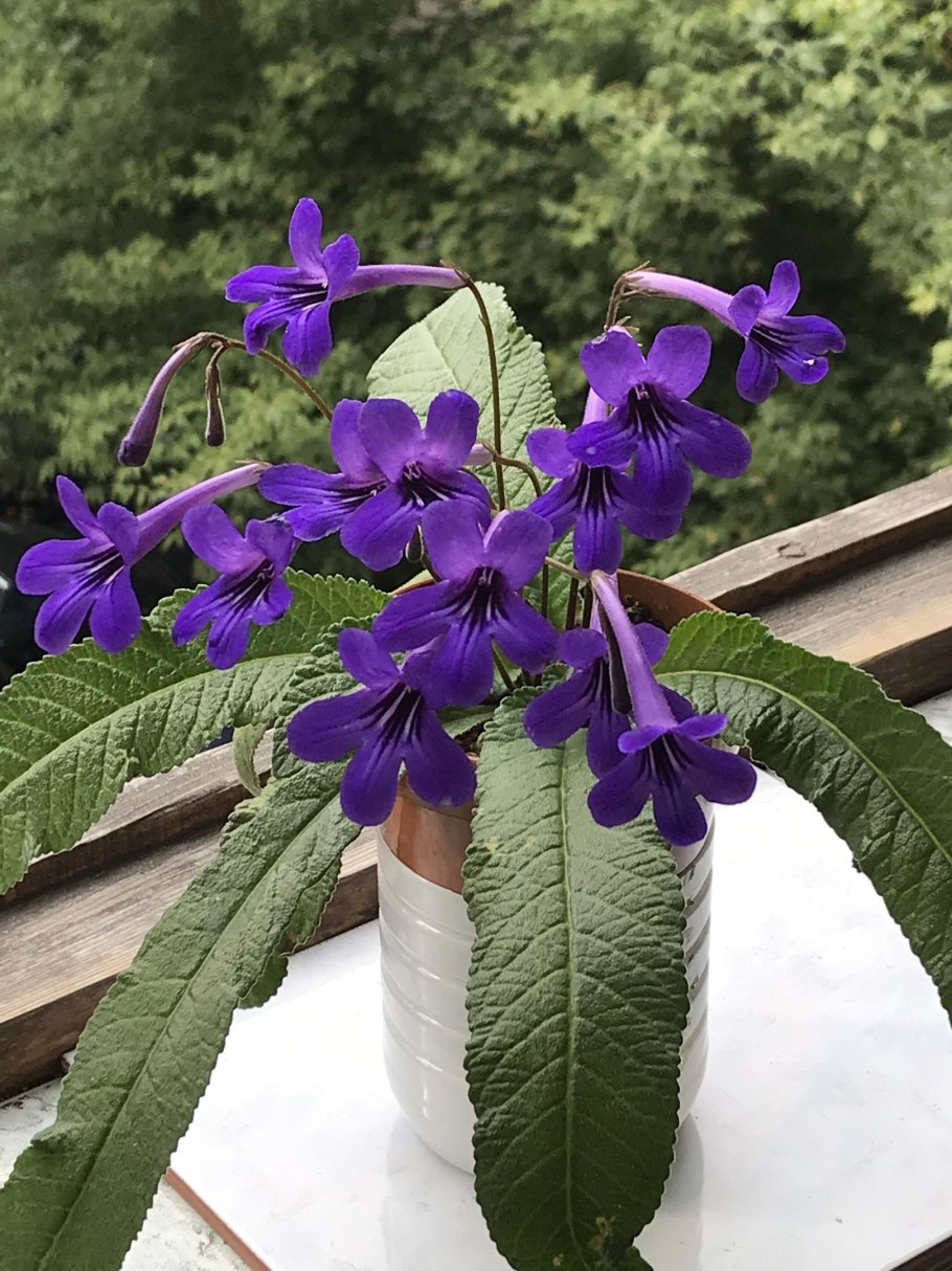 Стрептокарпус Альпийский