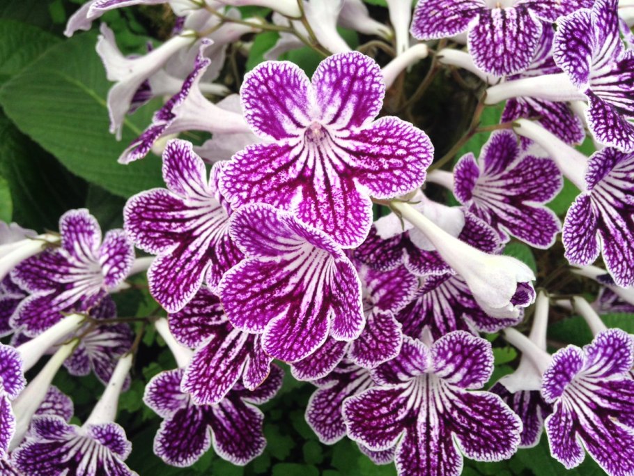 Стрептокарпус Haute Couture