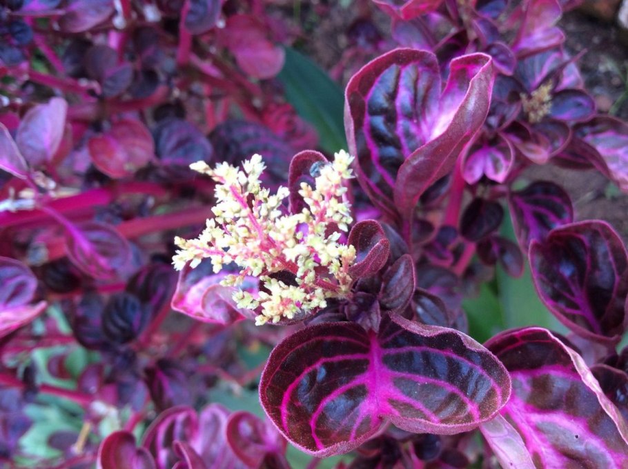 Стрептокарпус Vanda