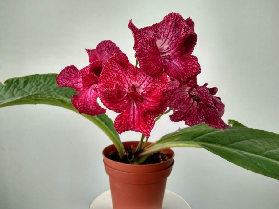 Стрептокарпус цветок