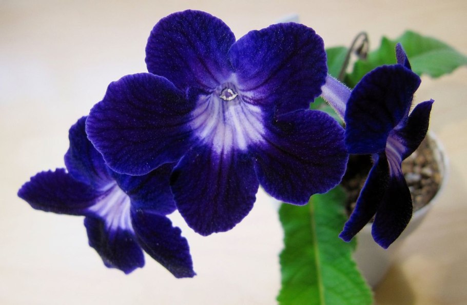 Стрептокарпус DS 1604