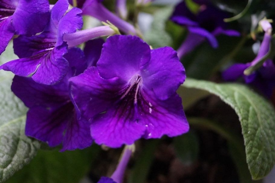 Стрептокарпус галактика павлюк