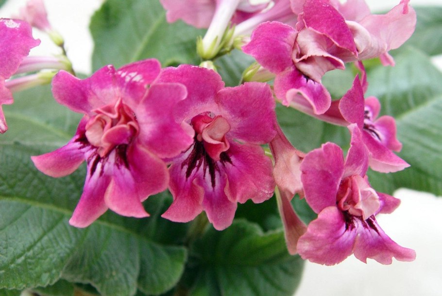 Стрептокарпус Эскада магнетизм