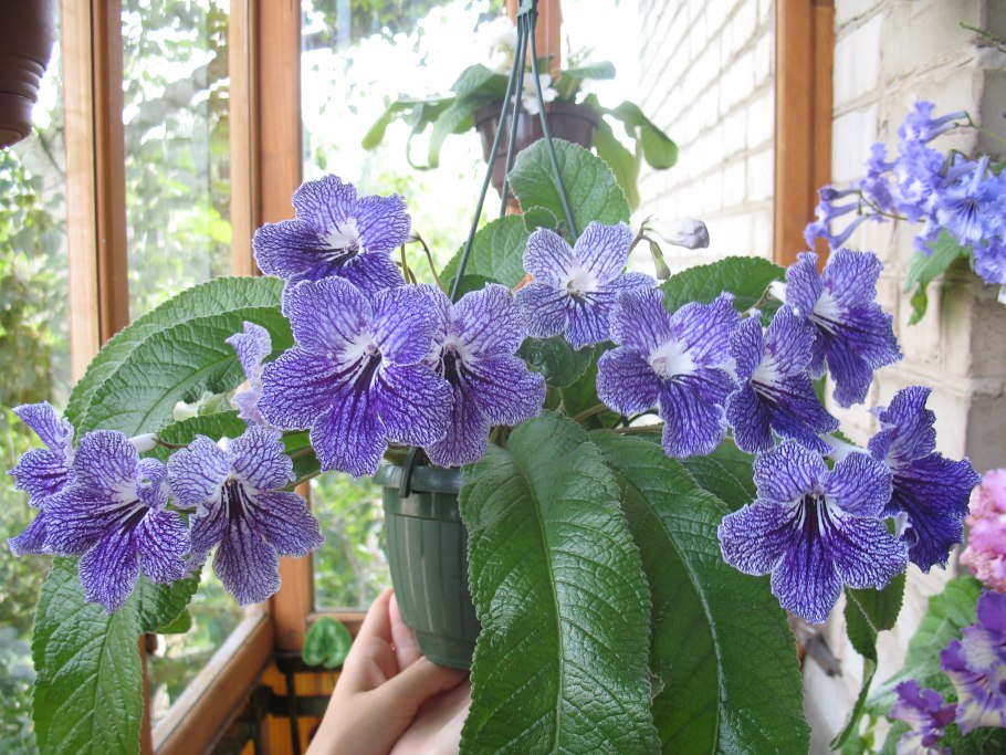 Стрептокарпус Picnic