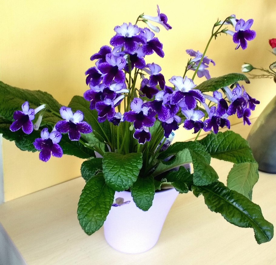 Стрептокарпус скальный