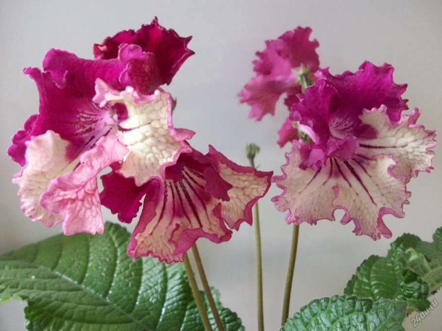 Стрептокарпус рекс Королевский