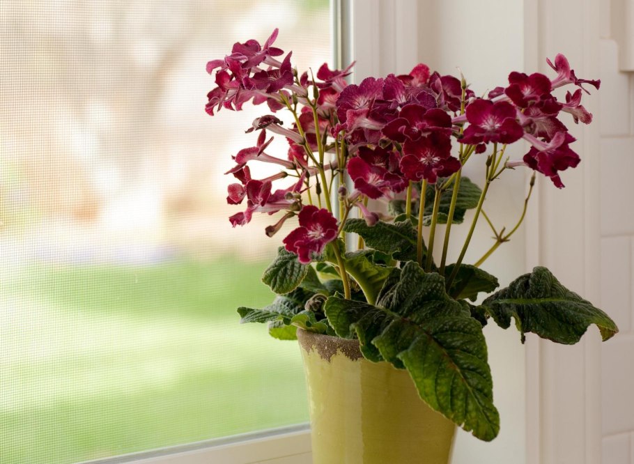 Стрептокарпус рекс Королевский