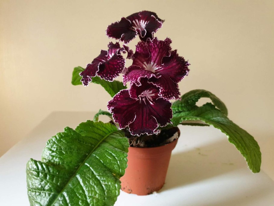 Стрептокарпус Комета