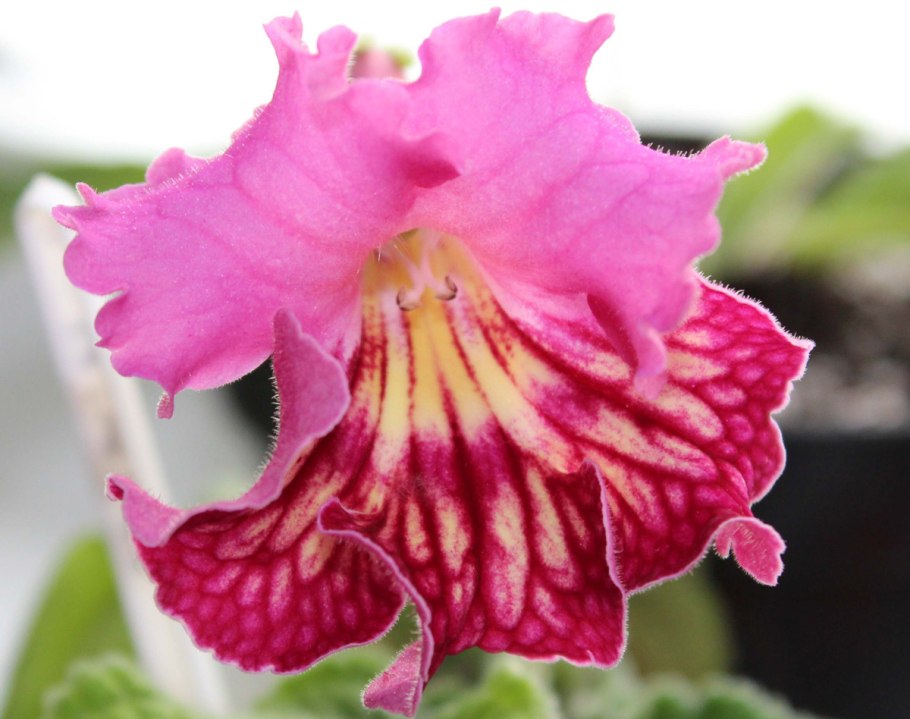 Стрептокарпус Армани