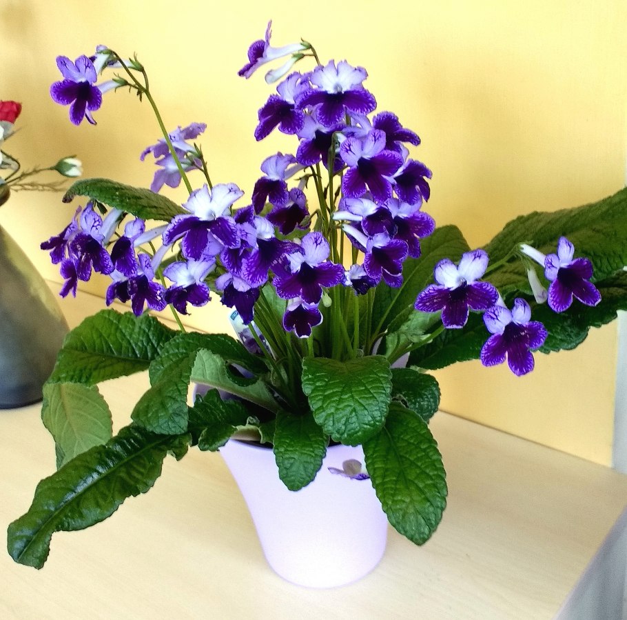 Стрептокарпус ДС Валькирия