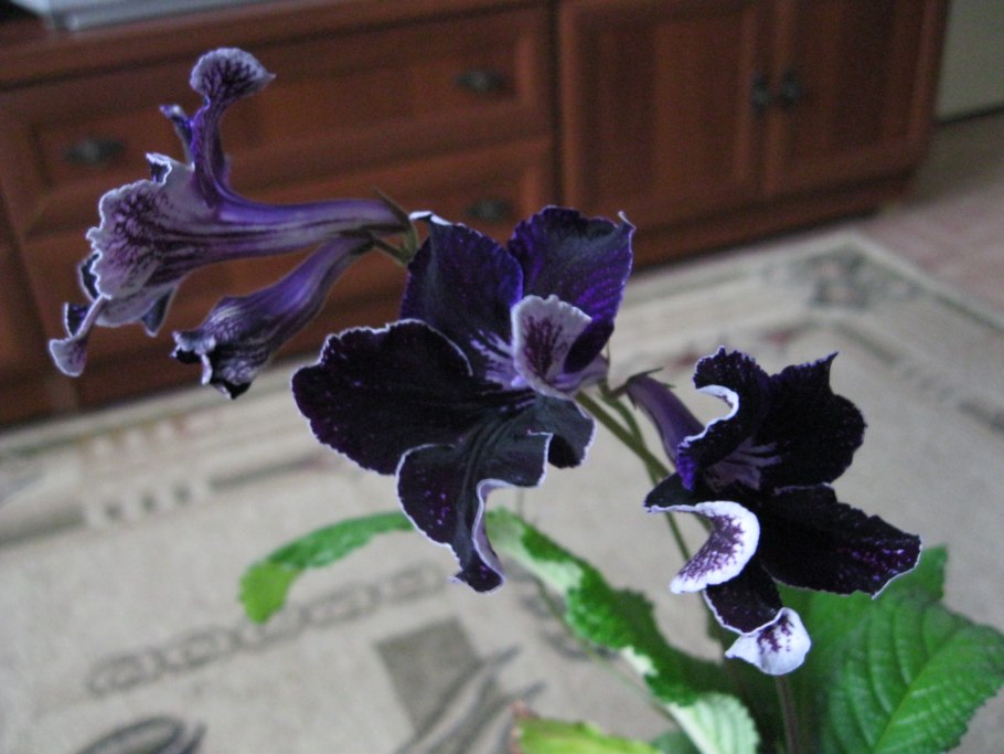 Стрептокарпус сияние