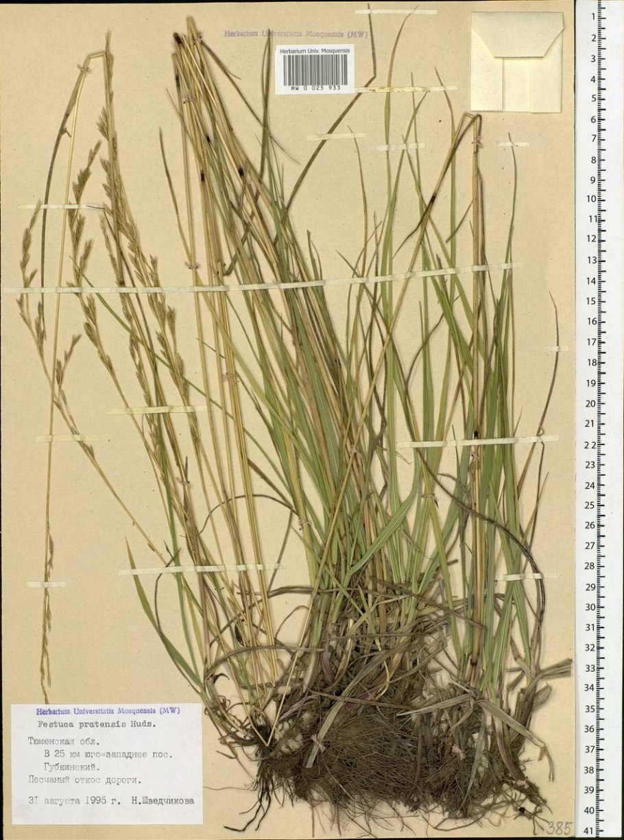 Строение Колоса ржи