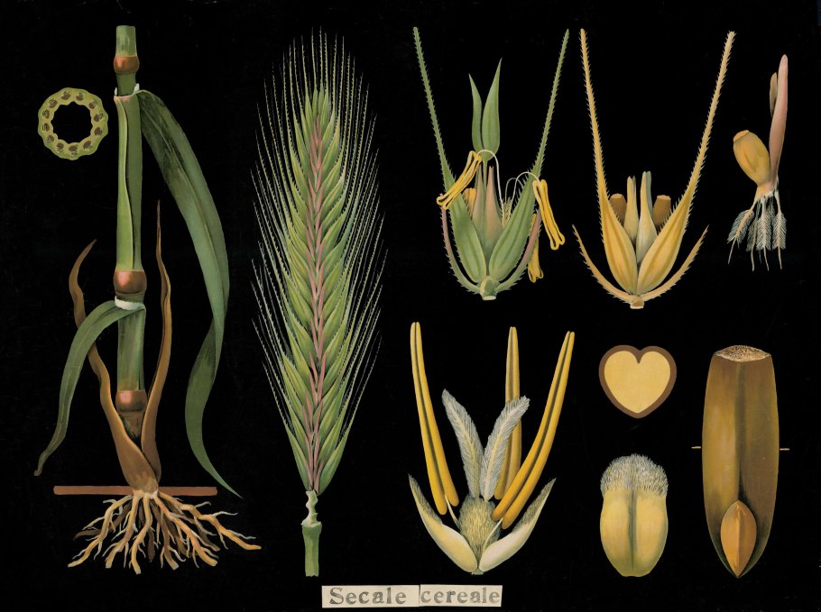 Мятлик Луговой корень