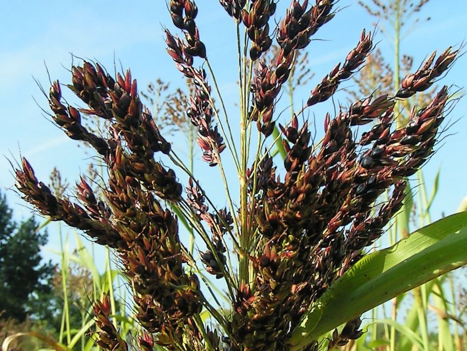 Фузариоз возбудитель пшеницы