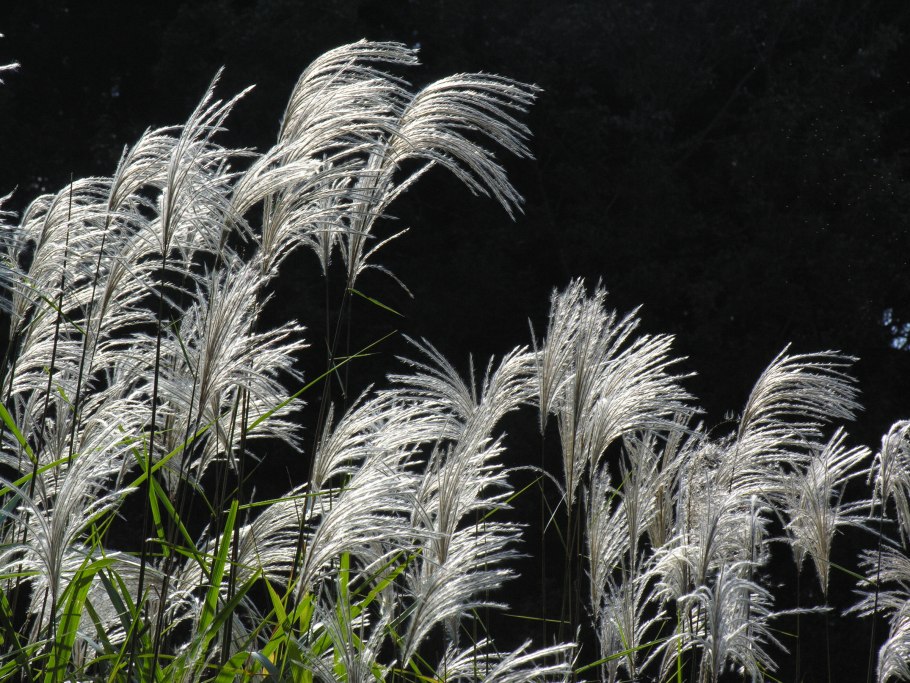 Miscanthus sacchariflorus