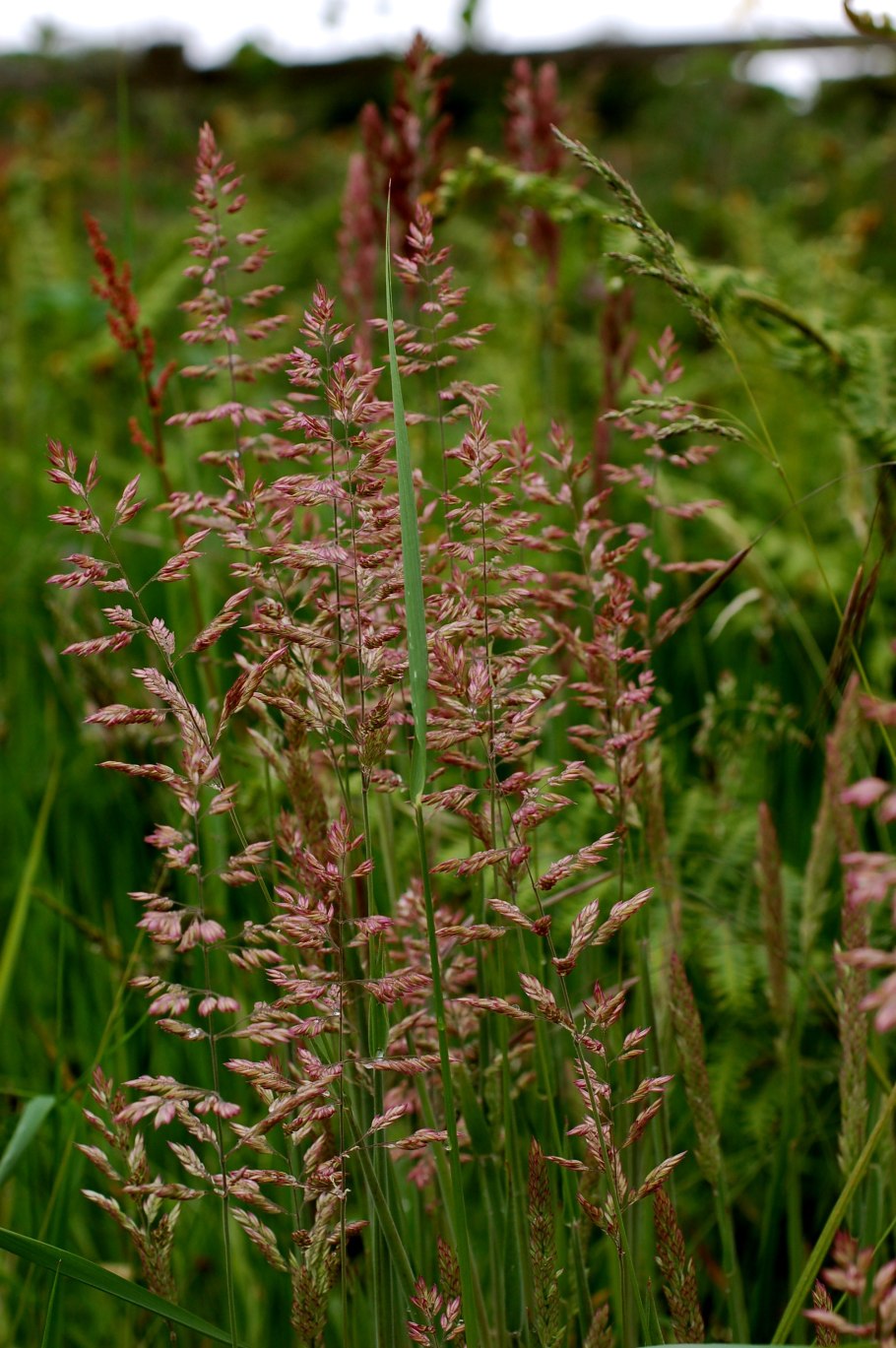 Овсяница каменистая