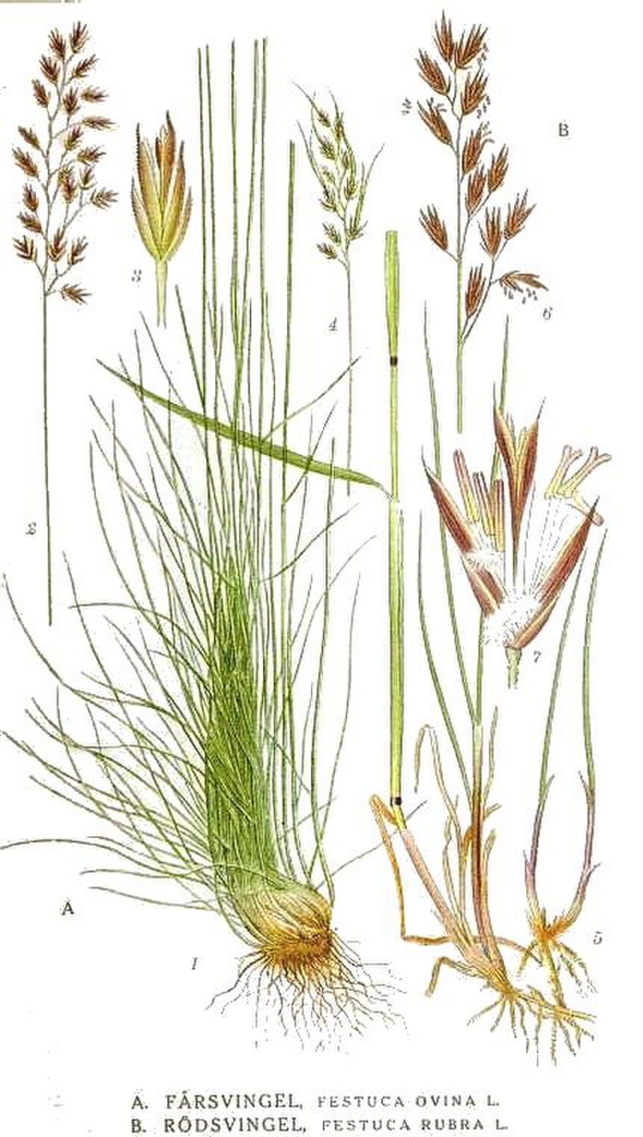 Ковыль мятлик