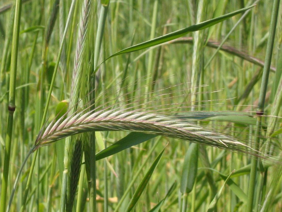 Poaceae Triticum aestivum