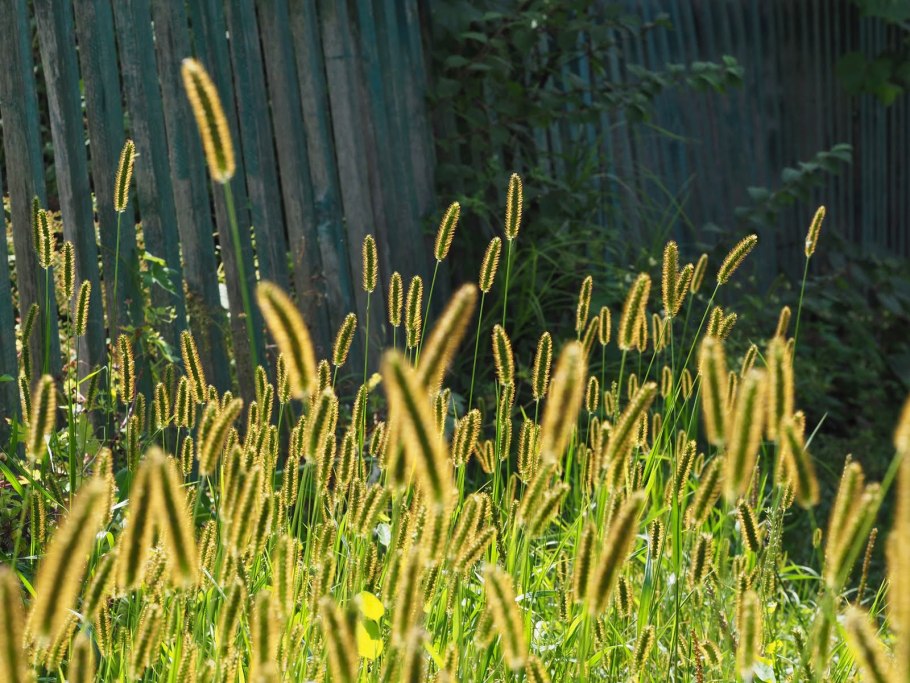 Лисохвост луговой alopecurus pratensis