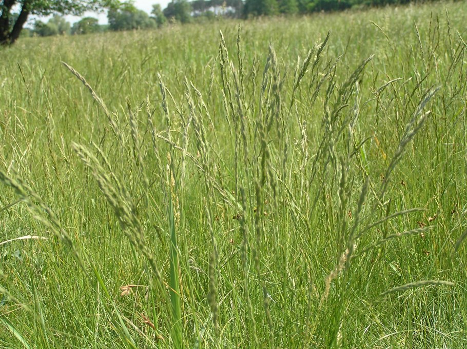 Зерновые растения