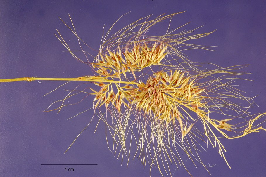 Полипогон / многобородник