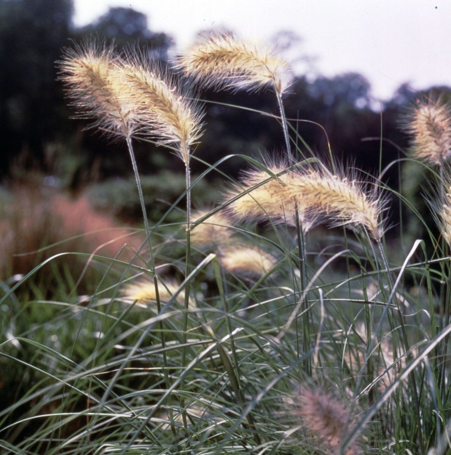 Ломкоколосник злак