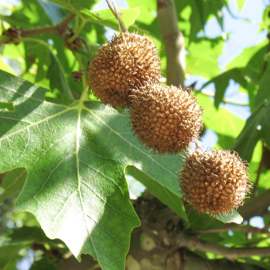 Платан дерево