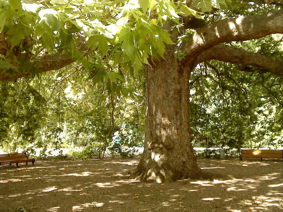 Platanus orientalis дерево