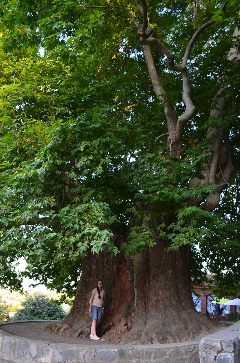 Платан чинар дерево