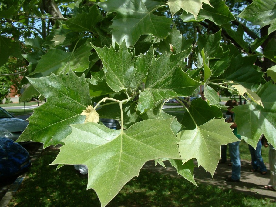 Platanus acerifolia