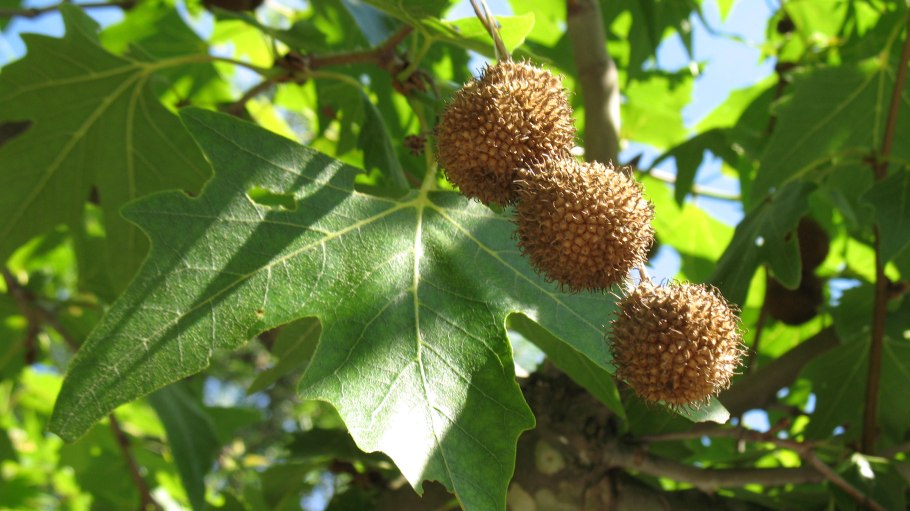 Платан восточный (platanus orientalis)