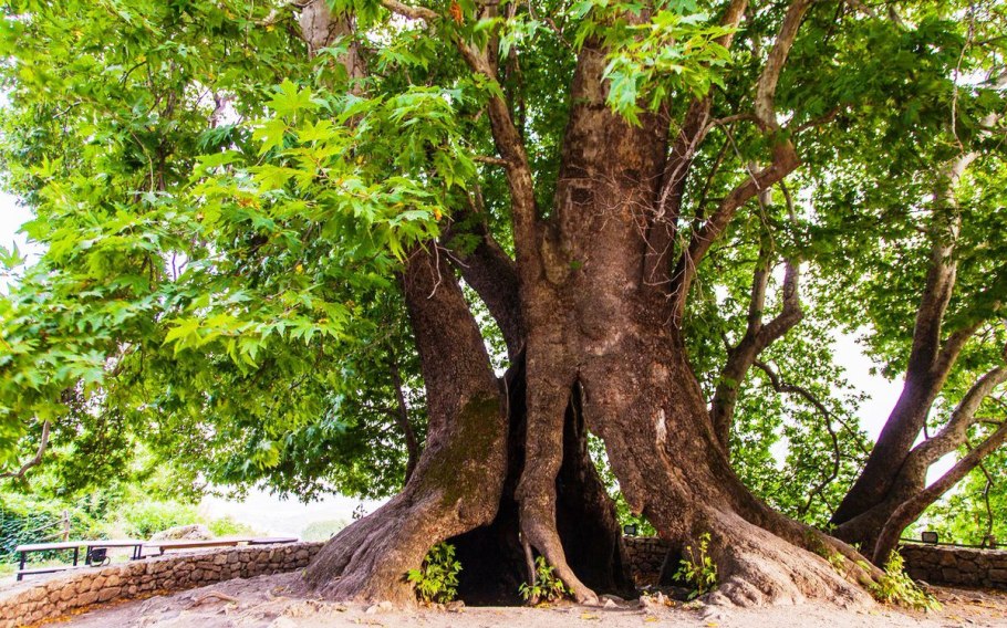 Платан Восточный (Platanus orientalis)