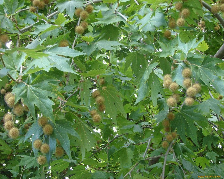 Платан восточный растение