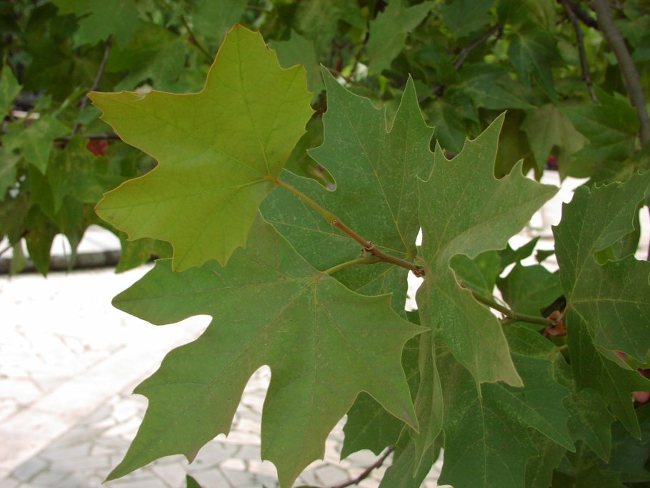 Платан Восточный Platanus