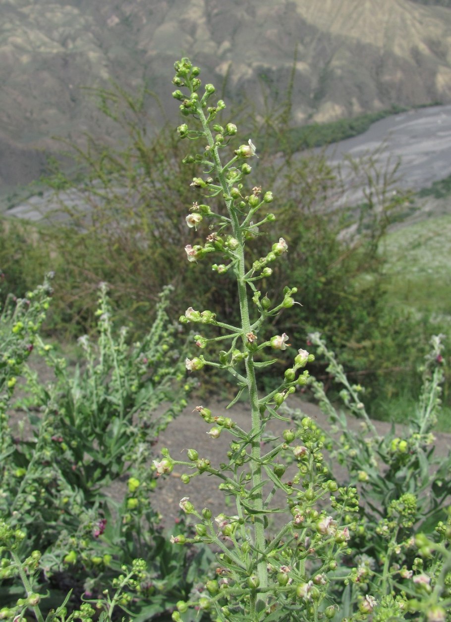 Scrophularia multicaulis