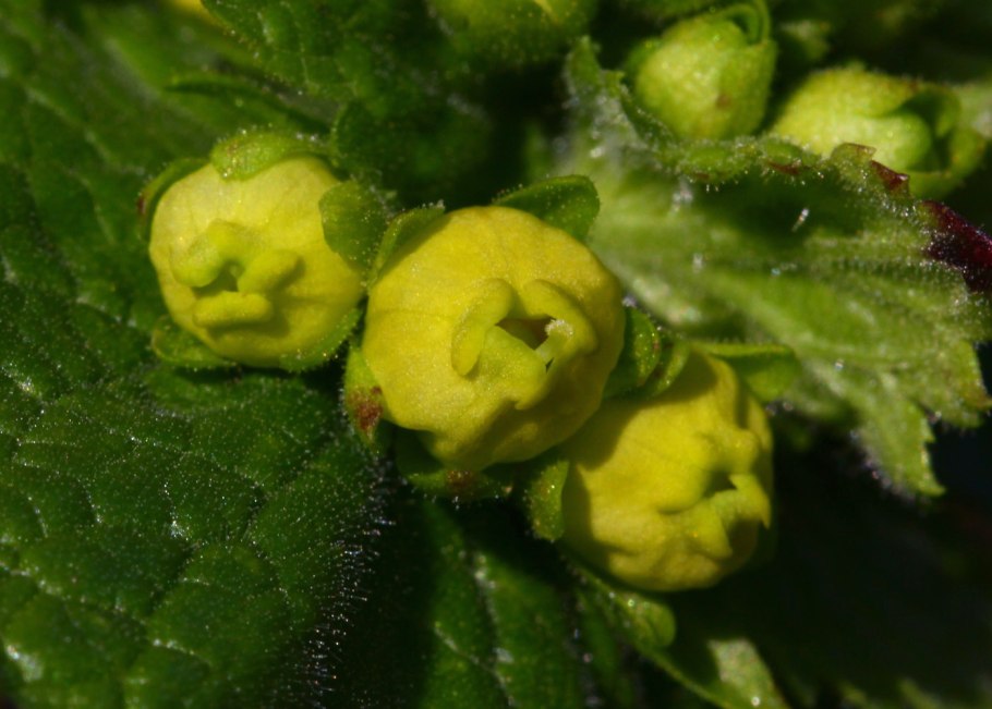 Норичник шишковатый формула цветка