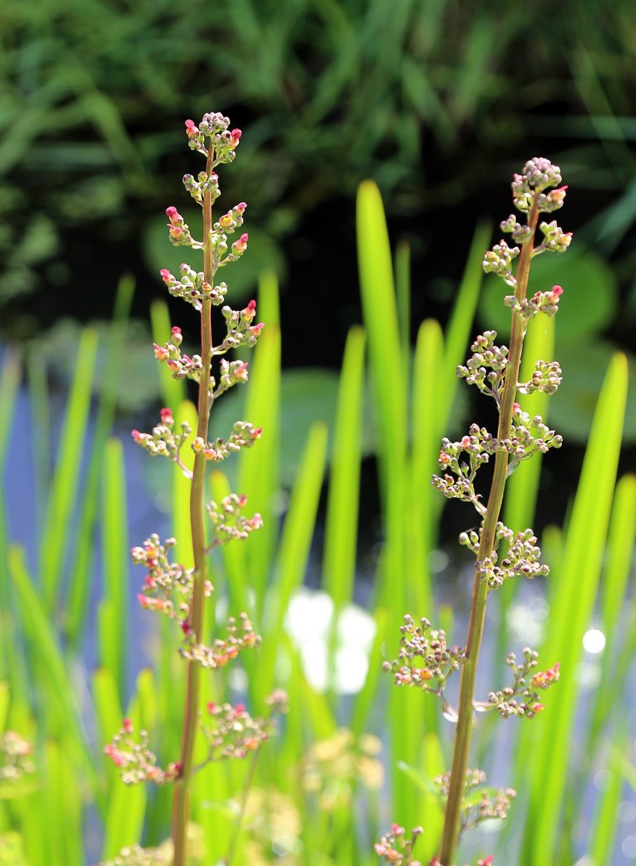 Scrophularia nodosa гомеопатия тиф