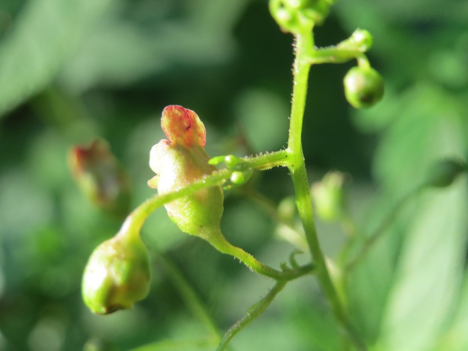 Scrophularia multicaulis