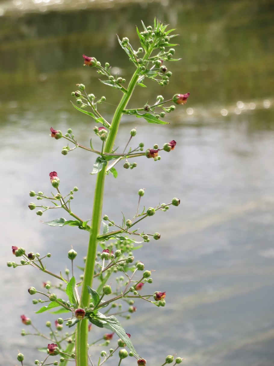 Scrophularia leuсoclada Bunge - h. беловеточный (беловетвистый).