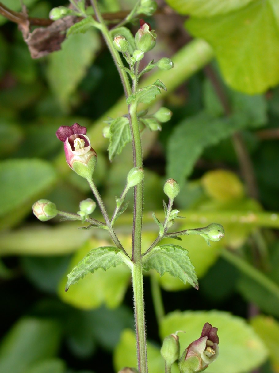 Scrophularia nodosa гомеопатия тиф