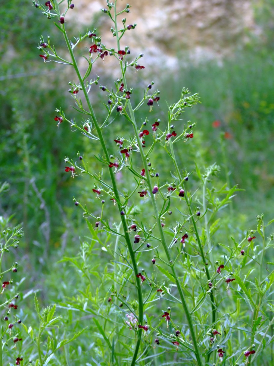 Норичник тенистый – scrophularia umbrosa