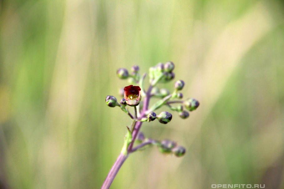 Норичник меловой