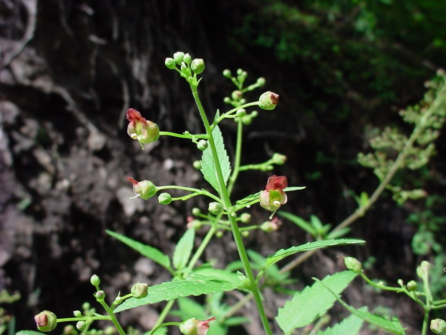 Норичник шишковатый соцветие