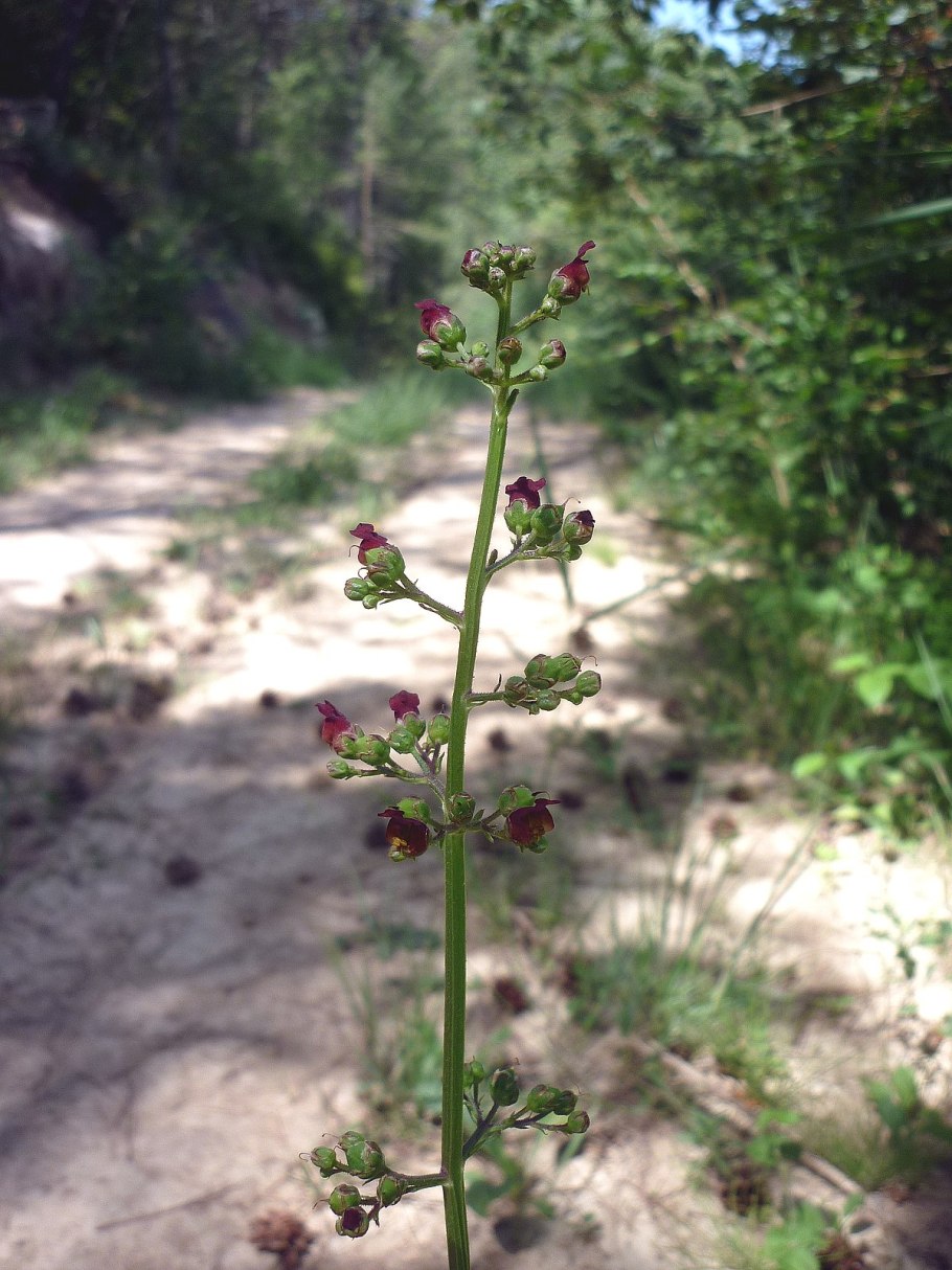 Scrophularia nodosa гомеопатия тиф